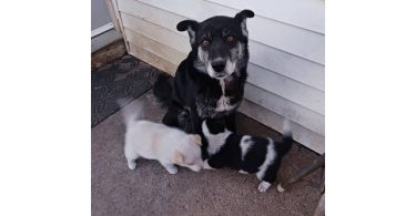 One male border heeler puppy left