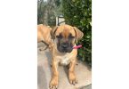 4 months old Boerboel puppies for sale