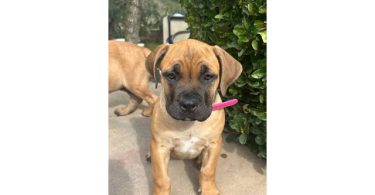 4 months old Boerboel puppies for sale