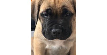 4 months old Boerboel puppies for sale