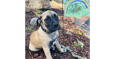 4 months old Boerboel puppies for sale