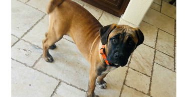 4 months old Boerboel puppies for sale