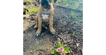 4 months old Boerboel puppies for sale