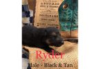 Family raised German Shepherd puppies for sale