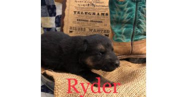 Family raised German Shepherd puppies for sale