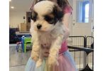 Shih Tzu x Poodle puppies