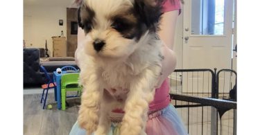 Shih Tzu x Poodle puppies