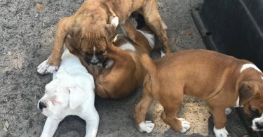 2 months old Purebred Boxer puppies