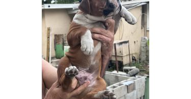 2 months old Purebred Boxer puppies