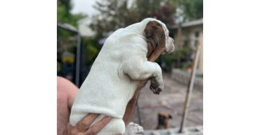 2 months old Purebred Boxer puppies
