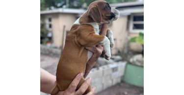 2 months old Purebred Boxer puppies