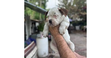 2 months old Purebred Boxer puppies