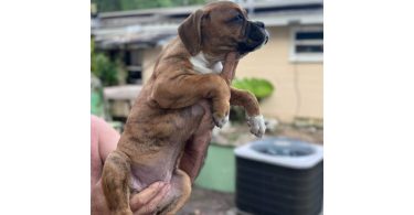 2 months old Purebred Boxer puppies