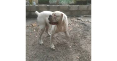 2 months old Purebred Boxer puppies