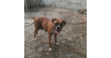 2 months old Purebred Boxer puppies