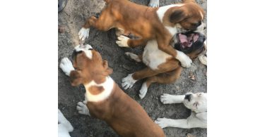 2 months old Purebred Boxer puppies