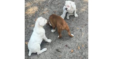 2 months old Purebred Boxer puppies