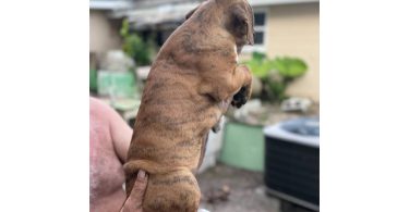 2 months old Purebred Boxer puppies