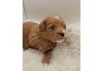 Yorkipoo puppies