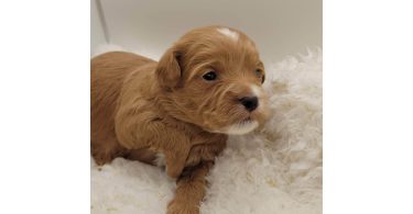 Yorkipoo puppies
