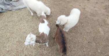 Maremma puppies available for pickup