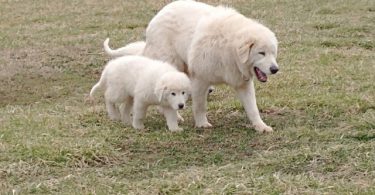 Maremma puppies available for pickup