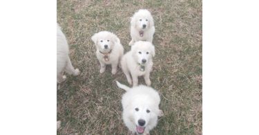 Maremma puppies available for pickup