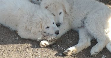 Maremma puppies available for pickup
