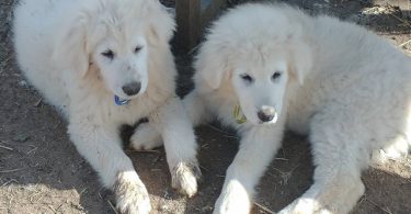 Maremma puppies available for pickup