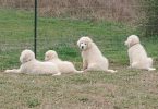 Maremma puppies available for pickup