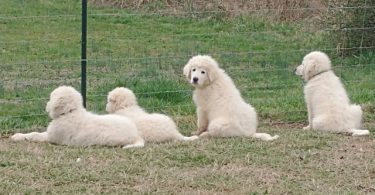 Maremma puppies available for pickup