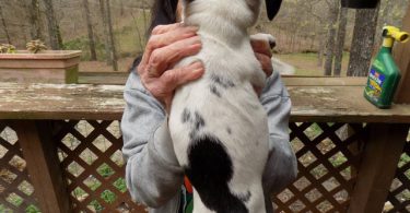 Purebred Jack Russells