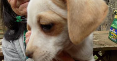Purebred Jack Russells