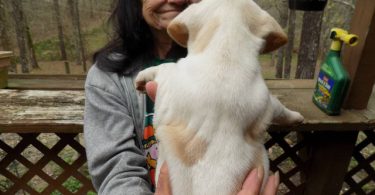 Purebred Jack Russells