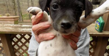 Purebred Jack Russells