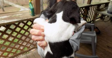 Purebred Jack Russells