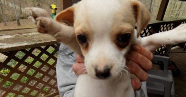 Purebred Jack Russells