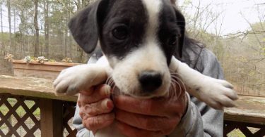 Purebred Jack Russells