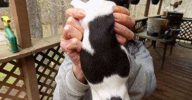 Purebred Jack Russells
