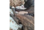 American Bandogge Pitbull Cross