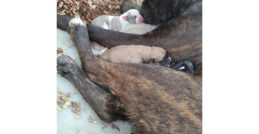 American Bandogge Pitbull Cross
