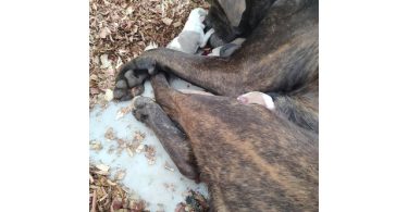 American Bandogge Pitbull Cross