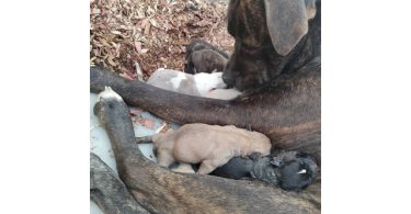 American Bandogge Pitbull Cross