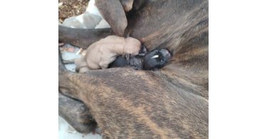 American Bandogge Pitbull Cross
