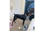 Ace needs a good home