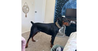 Ace needs a good home