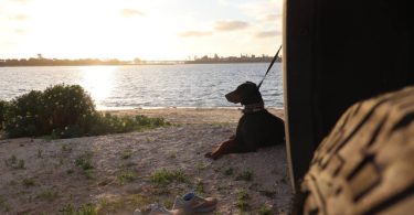 Ace needs a good home