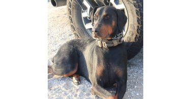 Ace needs a good home