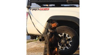 Ace needs a good home
