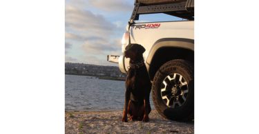 Ace needs a good home